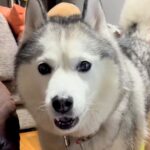 食後のオヤツが欲しくて抗議しまくる大型犬…次の瞬間→文句中に見せた『コントのような行動』が47万再生「人間？ｗｗ」「横目で見て可愛い」(ブログ)