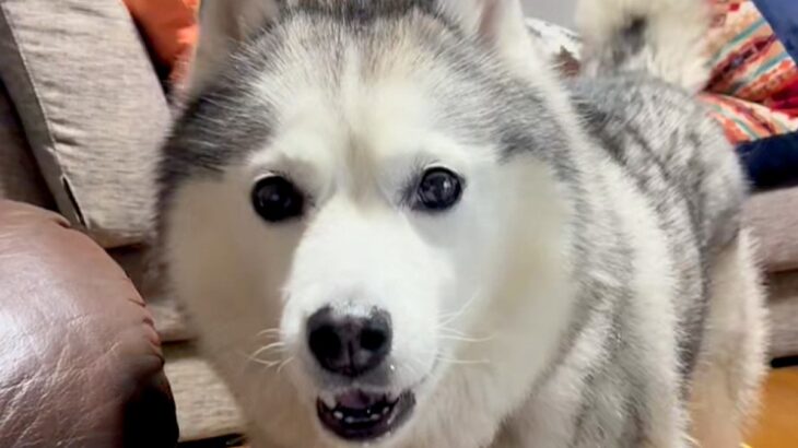 食後のオヤツが欲しくて抗議しまくる大型犬…次の瞬間→文句中に見せた『コントのような行動』が47万再生「人間？ｗｗ」「横目で見て可愛い」(ブログ)