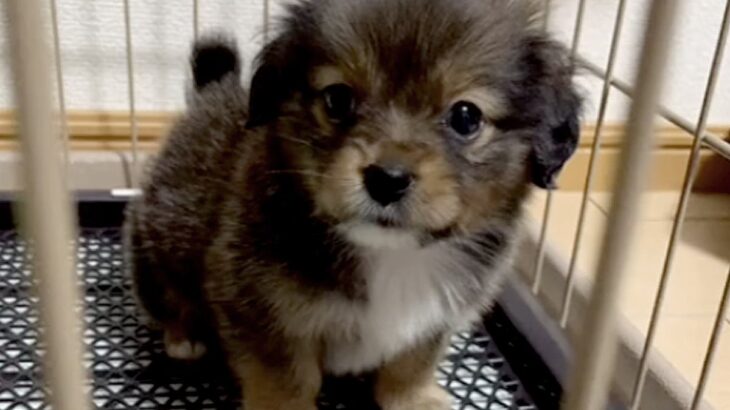 『真っ黒な赤ちゃん犬を飼った』結果→ずっと黒いままかと思ったら…衝撃的な『別犬になった光景』が20万再生「入れ替わった説」「可愛い」の声(ブログ)
