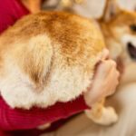 犬が飼い主に『おしりをぶつける』心理５選　突撃してくる本当の意味や注意点まで(ブログ)