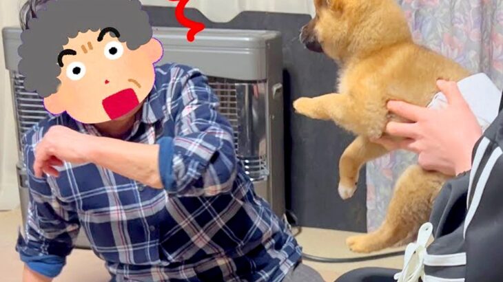 おばあちゃんに内緒で子犬をお迎え→サプライズで会わせてみた結果…100点満点な『愛おしいリアクション』が5万再生「もらい泣きした」と感動(ブログ)