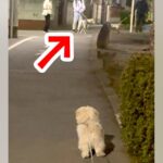 仲良しの犬が『他の犬と挨拶』していたら…嫉妬した犬の『束縛激しめな光景』が89万再生「犬だから許されるｗｗ」「なんて尊いの」と絶賛の声(ブログ)