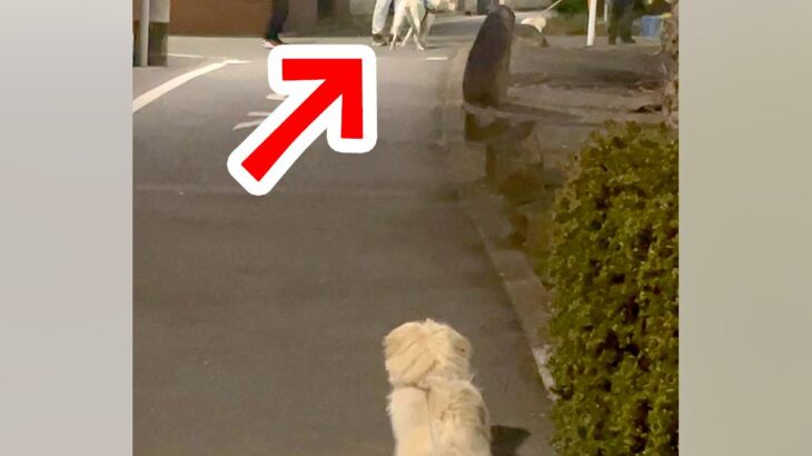 仲良しの犬が『他の犬と挨拶』していたら…嫉妬した犬の『束縛激しめな光景』が89万再生「犬だから許されるｗｗ」「なんて尊いの」と絶賛の声(ブログ)