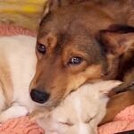 一斉処分予定だった2頭の野犬…保護当時では想像もできなかった『表情の変化』と『感動の結末』が9万再生「嬉しくて涙」「幸せになって」(ブログ)