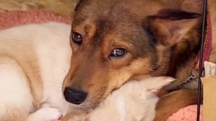 一斉処分予定だった2頭の野犬…保護当時では想像もできなかった『表情の変化』と『感動の結末』が9万再生「嬉しくて涙」「幸せになって」(ブログ)