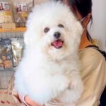トリマーに犬をあずけた後『車に乗る前に振り返ってみて』と言われ…離れたくなくなる『まさかの行動』が307万再生「泣けちゃう」「健気すぎ」(ブログ)