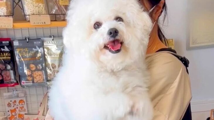 トリマーに犬をあずけた後『車に乗る前に振り返ってみて』と言われ…離れたくなくなる『まさかの行動』が307万再生「泣けちゃう」「健気すぎ」(ブログ)