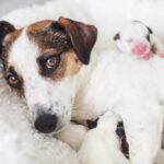 犬にまつわる『雑学や知識』4つ　思わず驚く意外な習性や生態などをご紹介(ブログ)