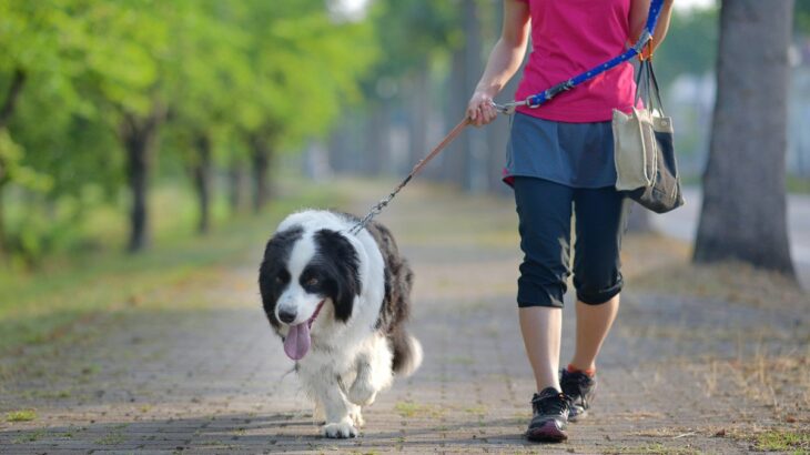 犬の『リード』正しい使い方とは？愛犬を危険に晒している可能性も…事故を防ぐために意識すべきことまで(ブログ)