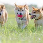 犬が成長すると『性格が変わる』理由3つ　変化するキッカケや要因、正しい接し方まで(ブログ)