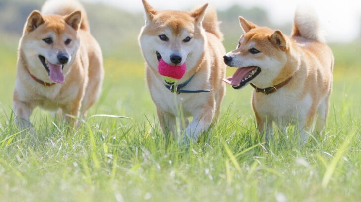 犬が成長すると『性格が変わる』理由3つ　変化するキッカケや要因、正しい接し方まで(ブログ)