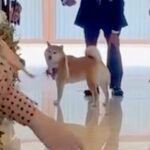 結婚式で『指輪を運ぶ役』を任された犬→リハーサルは完璧だったのに…『まさかの結末』が41万再生「最高ですｗ」「可愛すぎる」と称賛の声(ブログ)