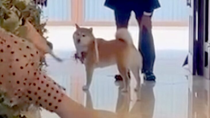 結婚式で『指輪を運ぶ役』を任された犬→リハーサルは完璧だったのに…『まさかの結末』が41万再生「最高ですｗ」「可愛すぎる」と称賛の声(ブログ)