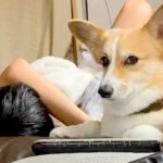 男の子が体調不良でダウン→ソファで眠っていたら、犬が…まるで母親？心配で見せた行動が34万再生「心配なの伝わる」「母がふたり」と絶賛(ブログ)