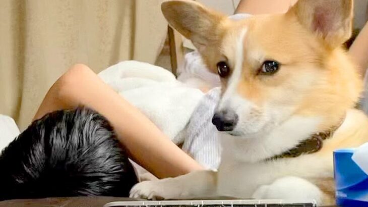 男の子が体調不良でダウン→ソファで眠っていたら、犬が…まるで母親？心配で見せた行動が34万再生「心配なの伝わる」「母がふたり」と絶賛(ブログ)
