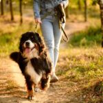 犬が散歩中に『飼い主の前を歩く』理由5選　主な心理や上手に歩くためのトレーニング方法まで(ブログ)