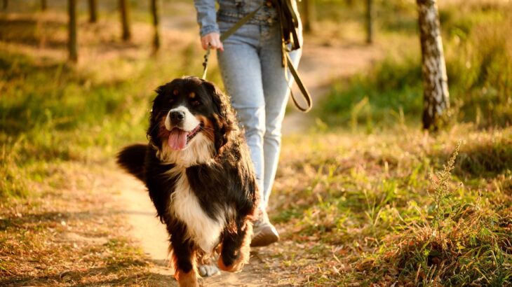 犬が散歩中に『飼い主の前を歩く』理由5選　主な心理や上手に歩くためのトレーニング方法まで(ブログ)