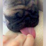 寝ている犬の『ベロ』引っ張った結果→どこまでも伸びて…予想を超える『衝撃的な長さ』に「倍伸びてびっくり」「どこまで伸びるの」と1万いいね(ブログ)
