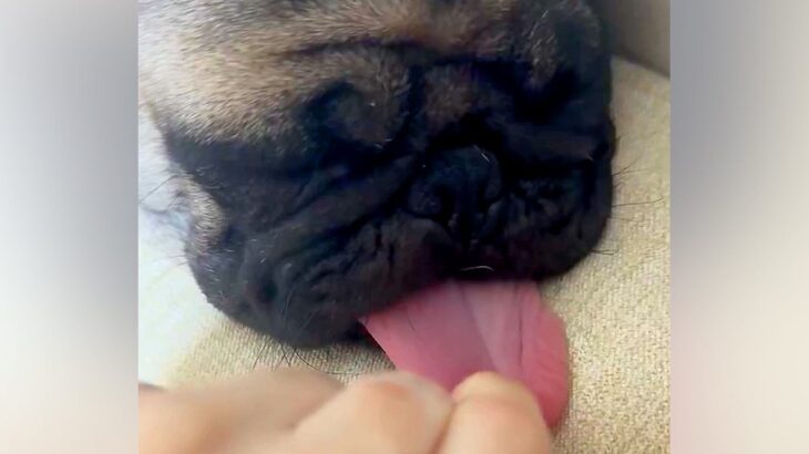 寝ている犬の『ベロ』引っ張った結果→どこまでも伸びて…予想を超える『衝撃的な長さ』に「倍伸びてびっくり」「どこまで伸びるの」と1万いいね(ブログ)