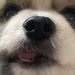 おやつを無くしてしまった犬→一生懸命探していると思ったら…コント過ぎる『衝撃の結末』に「ニオイするのにｗ」「ドジっ子可愛い」と1万いいね(ブログ)