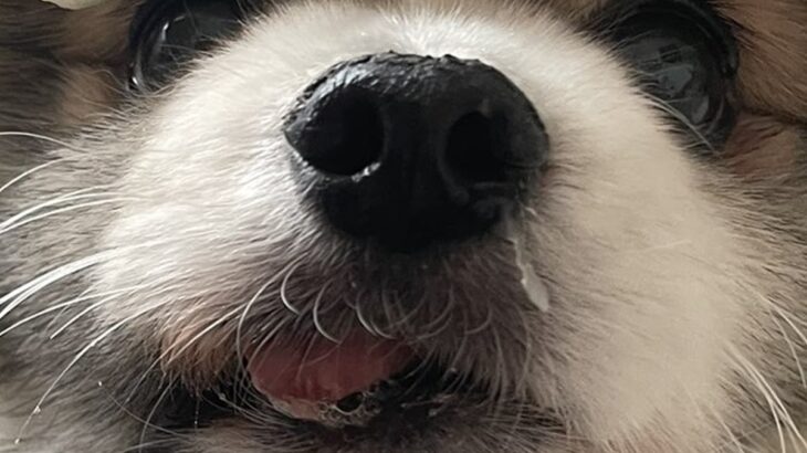 おやつを無くしてしまった犬→一生懸命探していると思ったら…コント過ぎる『衝撃の結末』に「ニオイするのにｗ」「ドジっ子可愛い」と1万いいね(ブログ)