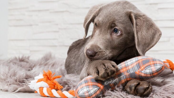 犬を熱中させる『おもちゃ』5つ　愛犬を虜にする理由や安全を守る選び方まで(ブログ)