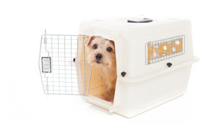 犬がケージから脱走してしまう心理3選　未然に防ぐためにするべき対応とは？(ブログ)