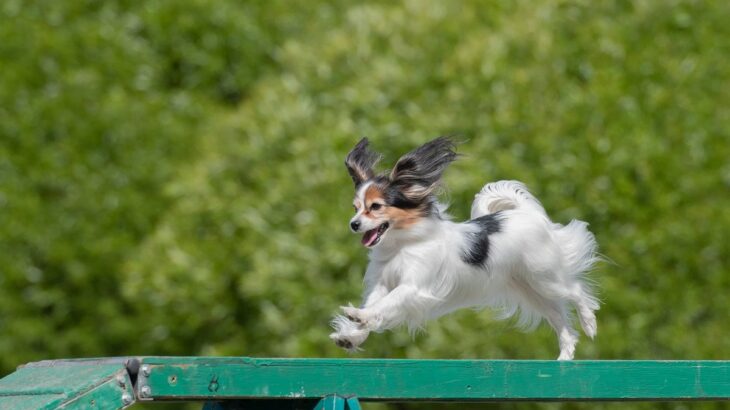 豊富な運動量が欠かせない小型犬3選　愛犬が運動不足に陥らないための秘訣とは(ブログ)