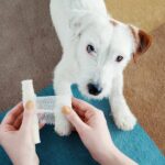 犬の脂肪織炎について｜考えられる原因や注意すべき症状、具体的な治療法まで【獣医が解説】(ブログ)