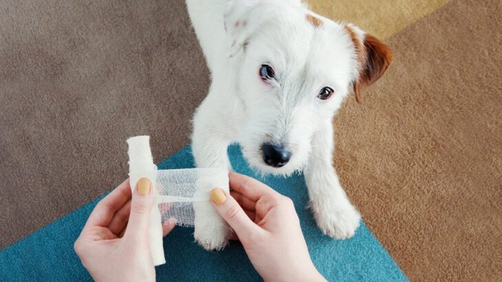 犬の脂肪織炎について｜考えられる原因や注意すべき症状、具体的な治療法まで【獣医が解説】(ブログ)
