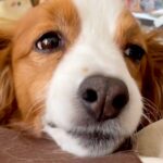 家に帰ったら、寝ていた犬が目を覚まして…嬉しさのあまり見せた『愛おしすぎる表情』に「私も同じ顔になった」「かわいいがすぎる…」と絶賛の声(ブログ)