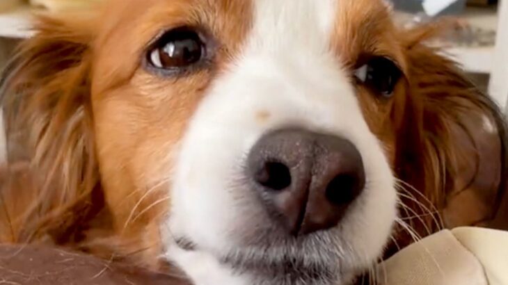 家に帰ったら、寝ていた犬が目を覚まして…嬉しさのあまり見せた『愛おしすぎる表情』に「私も同じ顔になった」「かわいいがすぎる…」と絶賛の声(ブログ)