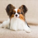 パピヨンは抜け毛が多い？被毛の特徴と正しいケア方法を解説(ブログ)