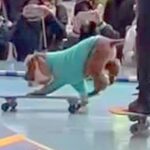 雨の代々木公園で、闘病中のおじいちゃん犬がパフォーマンス→予想以上に『愛と絆あふれる空間』に「本当にかっこいい」「13歳とは思えない」(ブログ)