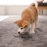 犬が『部屋中のニオイ』を嗅ぐ4つの理由　愛犬が執拗にチェックしていることとは(ブログ)