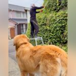 『草刈りしてくるね』と大型犬に伝えた結果→心配で見に来てくれて…想像以上だった『まさかの行動』に98万再生「可愛い配達屋さん」「賢い」(ブログ)