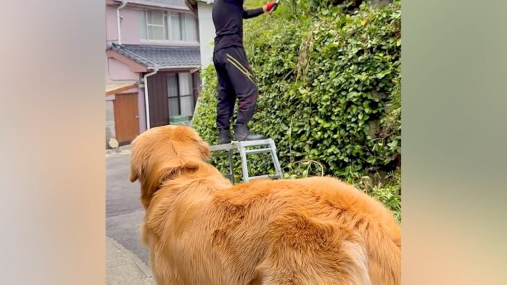 『草刈りしてくるね』と大型犬に伝えた結果→心配で見に来てくれて…想像以上だった『まさかの行動』に98万再生「可愛い配達屋さん」「賢い」(ブログ)