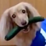 油断したら犬に『きゅうり』を盗まれてしまい…まさかの『全く返す気がない光景』に2万いいね「逃げる準備してて草」「あざとくて最高」と絶賛(ブログ)