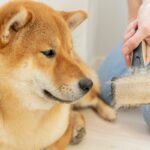 犬のブラッシング『絶対NG行為』5選　逆効果となるケアの仕方や正しいお手入れ方法まで(ブログ)