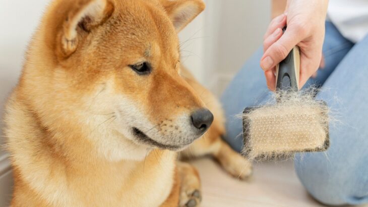 犬のブラッシング『絶対NG行為』5選　逆効果となるケアの仕方や正しいお手入れ方法まで(ブログ)