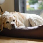老犬を長時間留守番させるリスクとは？ひとりの時間に起こり得るトラブルまで(ブログ)