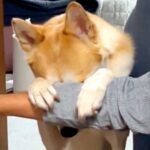 『いないいないばあ』ができる元保護犬→顔を上げると…想像と違った『カッコ良すぎる表情』が100万再生「かわいい顔想像してたｗ」「賢い」(ブログ)