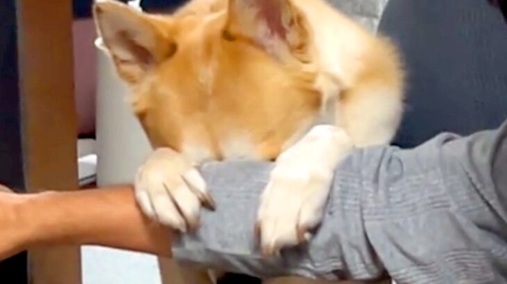『いないいないばあ』ができる元保護犬→顔を上げると…想像と違った『カッコ良すぎる表情』が100万再生「かわいい顔想像してたｗ」「賢い」(ブログ)