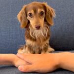 『犬と手を重ねるチャレンジ』に挑戦→まさかの『予想外すぎる行動』が反則級の可愛さだと34万再生「かわいさ満点」「天才かもしれない」と絶賛(ブログ)