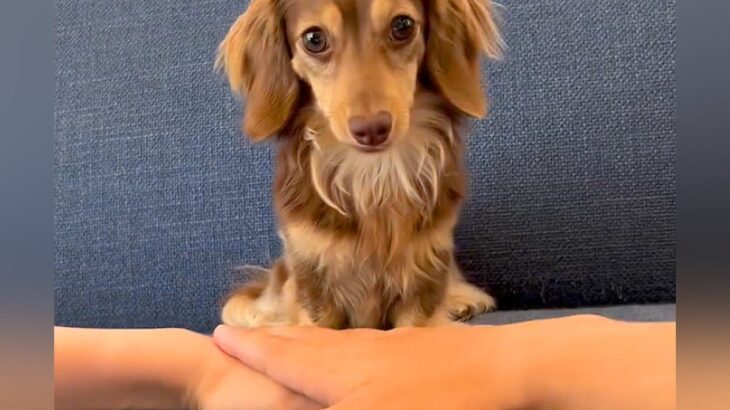 『犬と手を重ねるチャレンジ』に挑戦→まさかの『予想外すぎる行動』が反則級の可愛さだと34万再生「かわいさ満点」「天才かもしれない」と絶賛(ブログ)