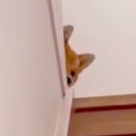 夜、家族が寝静まった時間に帰宅→熟睡していたはずの犬が…あまりにも愛おしい『おかえりなさい』が17万再生「優しい」「ヒコーキ耳可愛すぎ」(ブログ)