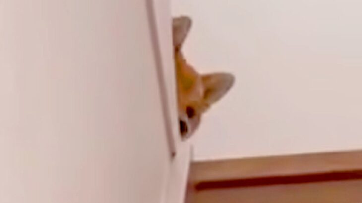 夜、家族が寝静まった時間に帰宅→熟睡していたはずの犬が…あまりにも愛おしい『おかえりなさい』が17万再生「優しい」「ヒコーキ耳可愛すぎ」(ブログ)