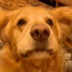 元気よく返事ができる大型犬→色々な質問をした結果…完全に言葉を理解している『可愛い様子』に「質問がいい」「もっといいね押したい」の声(ブログ)