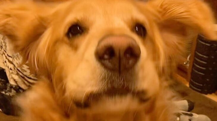 元気よく返事ができる大型犬→色々な質問をした結果…完全に言葉を理解している『可愛い様子』に「質問がいい」「もっといいね押したい」の声(ブログ)