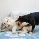 犬の多頭飼いでありがちな『悩み』とは　実は想像以上に大変…？飼う前に知っておくべきこととは(ブログ)